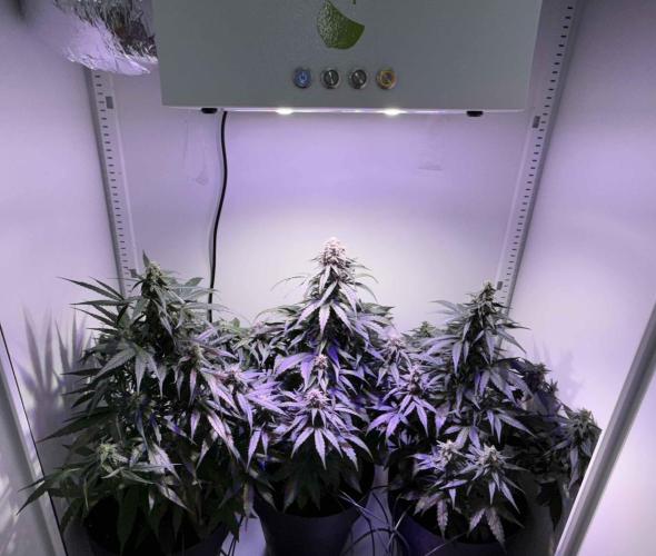 Hazelbox Ultra 2025 RQS Titan F1 Test. Week 8 - 3 Pflanzen im Booster Mode 18 Stunden Rot 