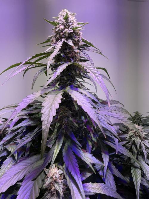 Hazelbox Ultra 2025 RQS Titan F1 Test. Week 8 - 2. Bud 