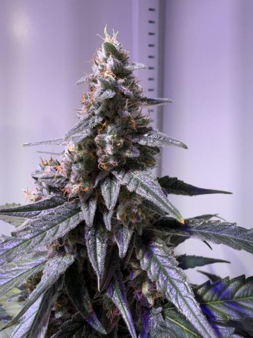 Hazelbox Ultra 2025 RQS Titan F1 Test. Week 9 - Head 1