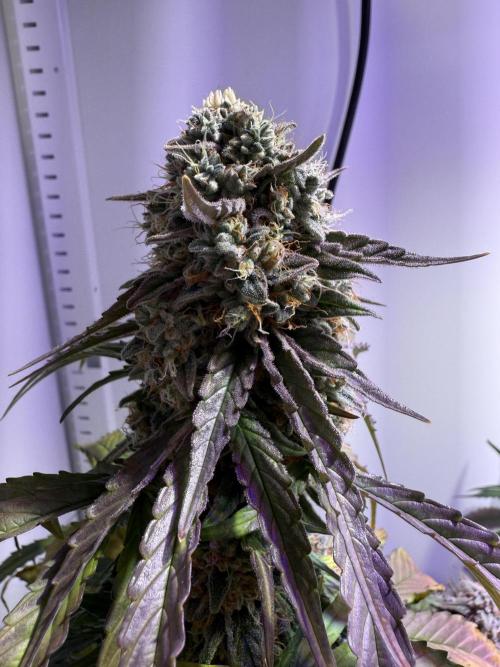 Hazelbox Ultra 2025 RQS Titan F1 Test. Week 9 - Head 2