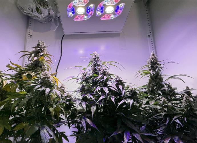 Hazelbox Ultra 2025 RQS Titan F1 Test. Week 9 - von unten Foto in Hazelbox 