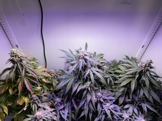 Hazelbox Ultra 2025 RQS Titan F1 Test. Week 9 - von oben Foto