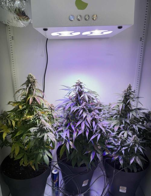 Hazelbox Ultra 2025 RQS Titan F1 Test. Week 9 - Blüte letzte Woche 3 Pflanzen 