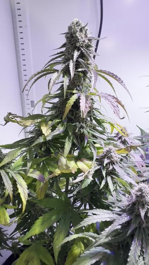 Hazelbox Ultra 2025 RQS Titan F1 Test