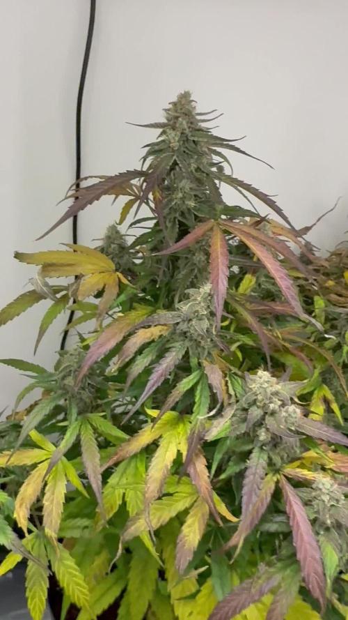 Hazelbox Ultra 2025 RQS Titan F1 Test