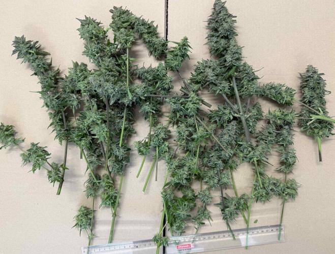 Hazelbox Ultra 2025 RQS Titan F1 Test. Week 10 - 2 Pflanzen geschnitten 