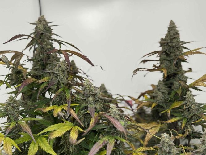 Hazelbox Ultra 2025 RQS Titan F1 Test. Week 10 - vor der Ernte