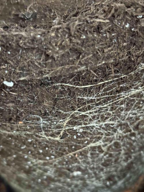 Hazelbox Ultra 2025 RQS Titan F1 Test. Week 10 - Wurzeln haben sich gut entwickelt 