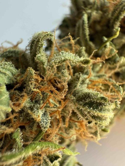 Hazelbox Ultra 2025 RQS Titan F1 Test. Week 10 - Viele Härchen und Silber auf den Buds