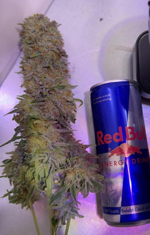 Hazelbox Ultra 2025 RQS Titan F1 Test. Week 10 - Head mit Red Bull zum Vergleich 