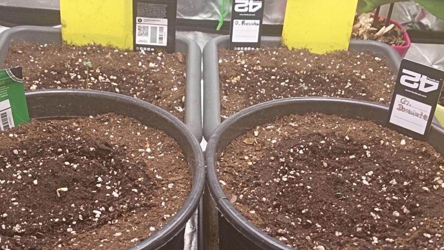 Mix grow. Week 2 - g-donutz hatte Geburtsfehler 