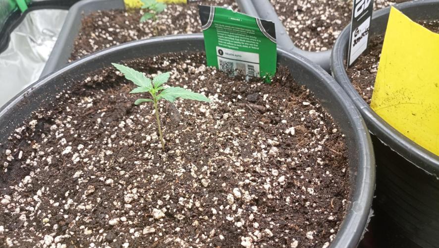 Mix grow. Week 3 - Gelato 24 