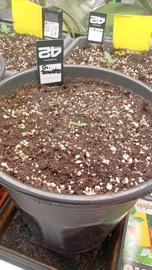Mix grow. Week 3 - G.Donutz.Good Genetix 
