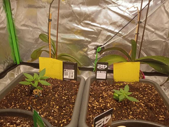Mix grow. Week 3 - und ein paar Tage später 👍😁