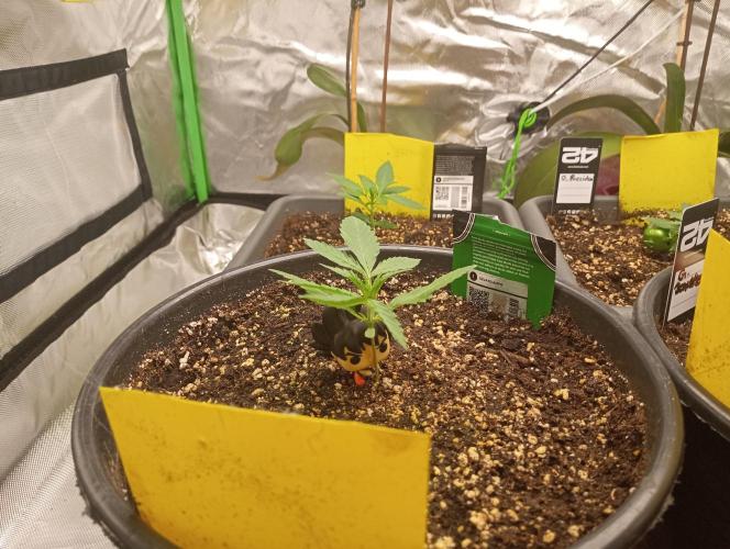 Mix grow. Week 3 - es wächst und gedeiht 🤗