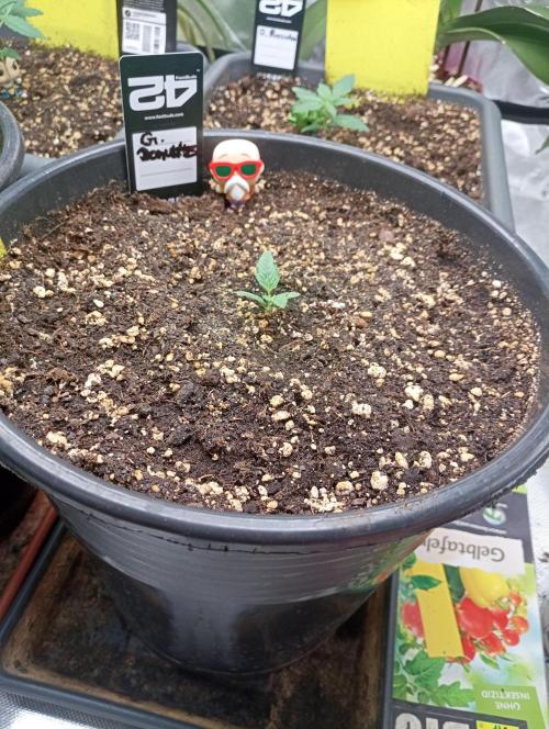 Mix grow. Week 3 - Und auch der kleine Nachzügler wird langsam 