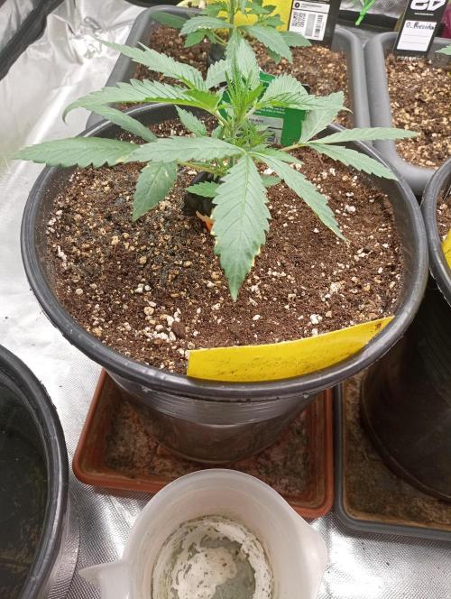 Mix grow. Week 4