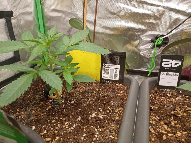 Mix grow. Week 4