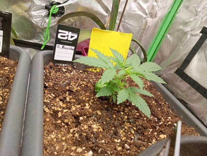 Mix grow. Week 4