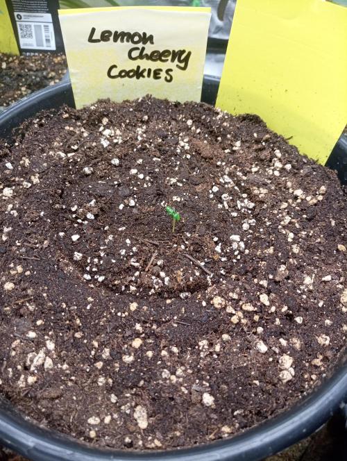 Lemon Cherry Cookies. Week 1