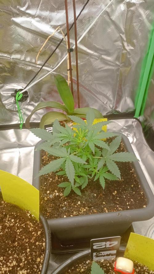 Mix grow. Week 5 - Orange President Auto 