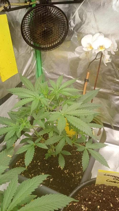 Mix grow. Week 5 - Orange President Auto 