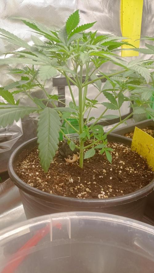 Mix grow. Week 5 - Die Gelato Auto hat alle überholt obwohl sie drei Tage später geschlüpft ist 😁👍