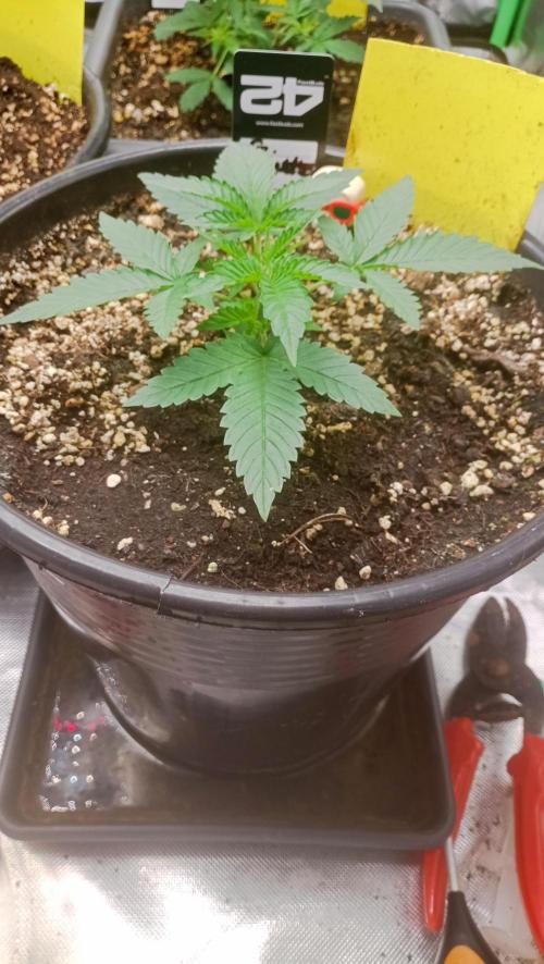 Mix grow. Week 5 - G Donutz Auto 