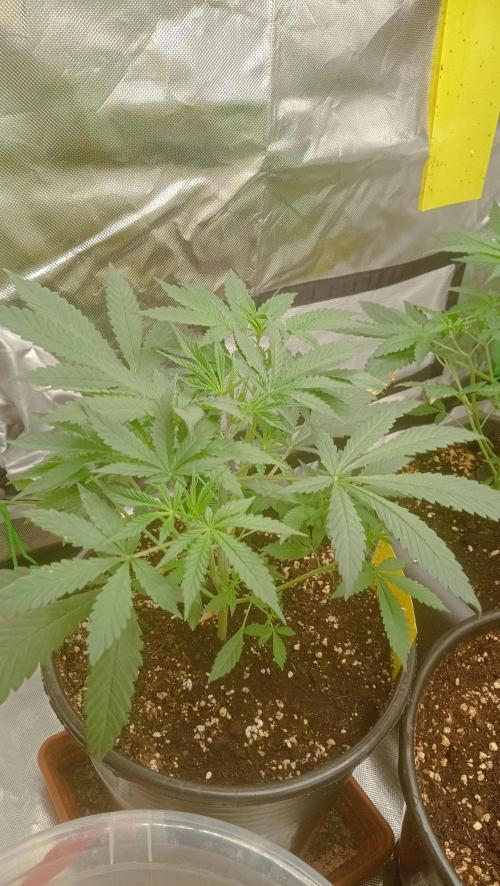 Mix grow. Week 5 - Gelato Auto echt richtig riesig ?