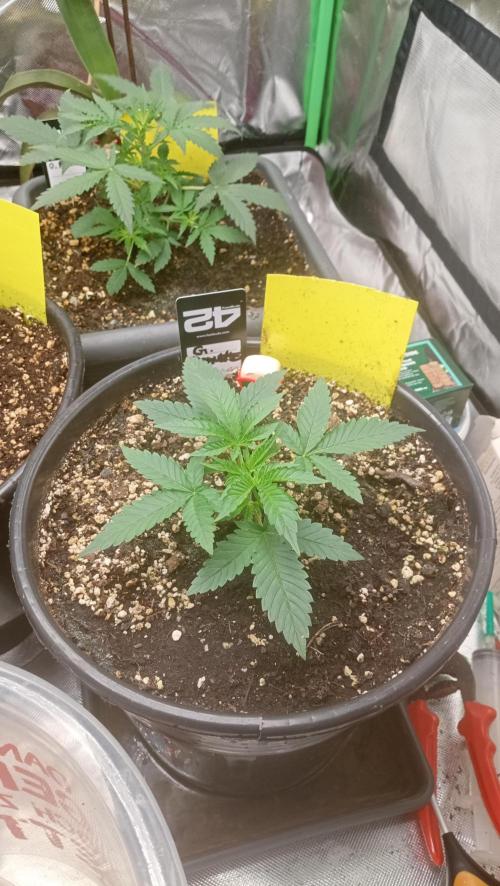Mix grow. Week 5 - G Donutz Auto ist nun auch am aufholen 😁