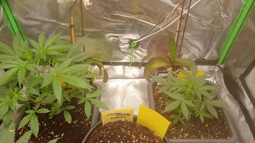 Mix grow. Week 5 - Der Unterschied im Wachstum ist enorm obwohl sie gleichzeitig geschlüpft sind ?