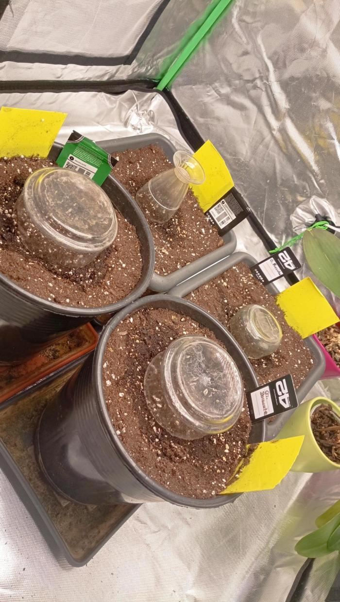 Mix grow. Week 0