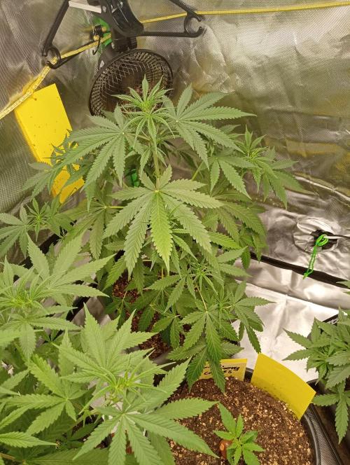 Mix grow. Week 6 - Orange President Auto 
