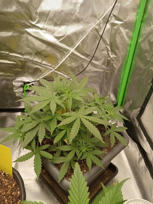 Mix grow. Week 6 - Orange President Auto 