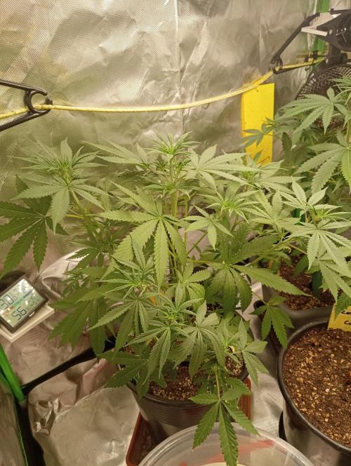 Mix grow. Week 6 - Gelato Auto 