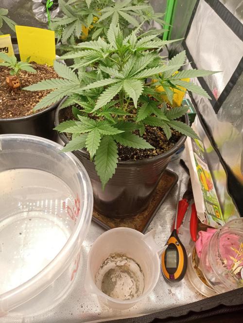 Mix grow. Week 6 - G Donutz 