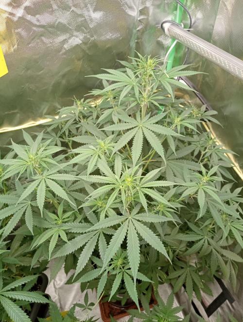 Mix grow. Week 7 - gelato Auto 