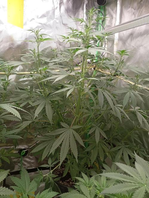 Mix grow. Week 7 - gelato Auto 