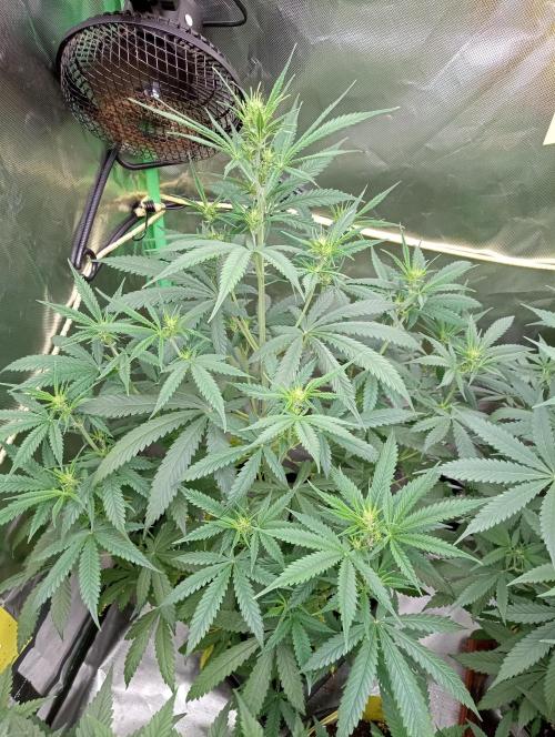 Mix grow. Week 7 - orange President Auto 