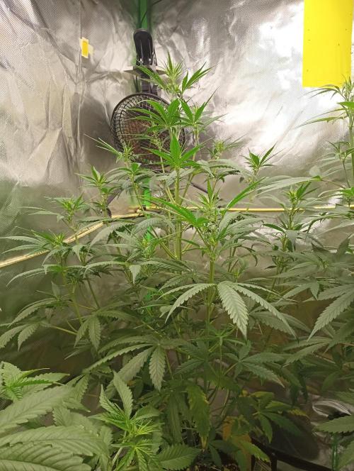 Mix grow. Week 7 - orange President Auto 