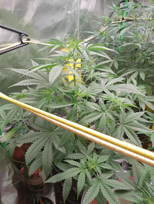 Mix grow. Week 7 - G-donutz Auto 