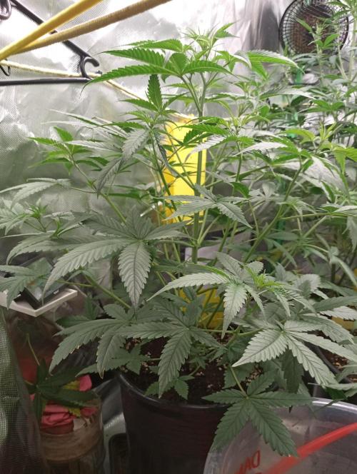 Mix grow. Week 7 - G Donutz 