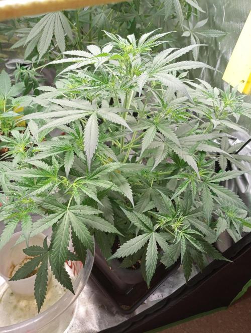 Mix grow. Week 7 - orange President Auto 