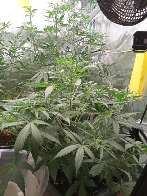 Mix grow. Week 7 - orange President 