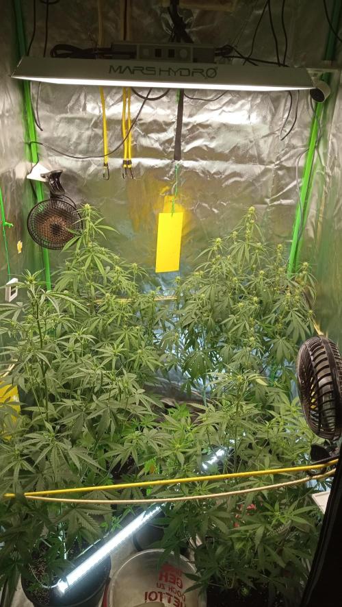 Mix grow. Week 8 - orange President Auto 