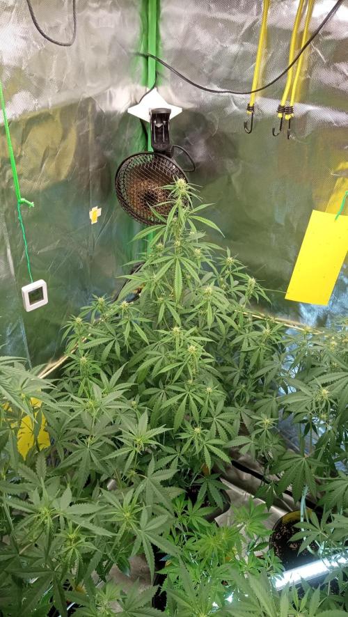 Mix grow. Week 8 - ist eine echte Schönheit geworden 