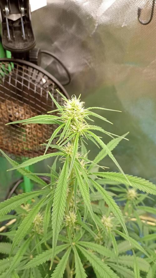 Mix grow. Week 8 - Blüte der President 😁
