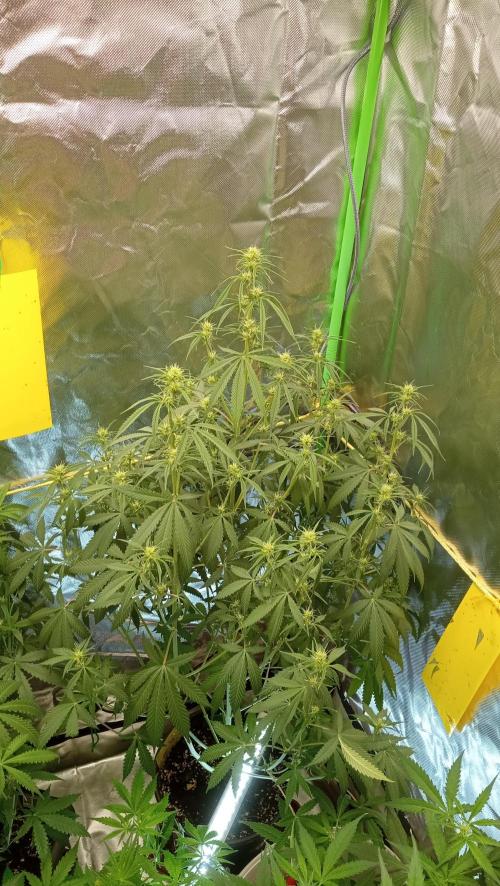 Mix grow. Week 8 - Gelato Auto auch sie ist ein schöner Tannenbaum geworden 