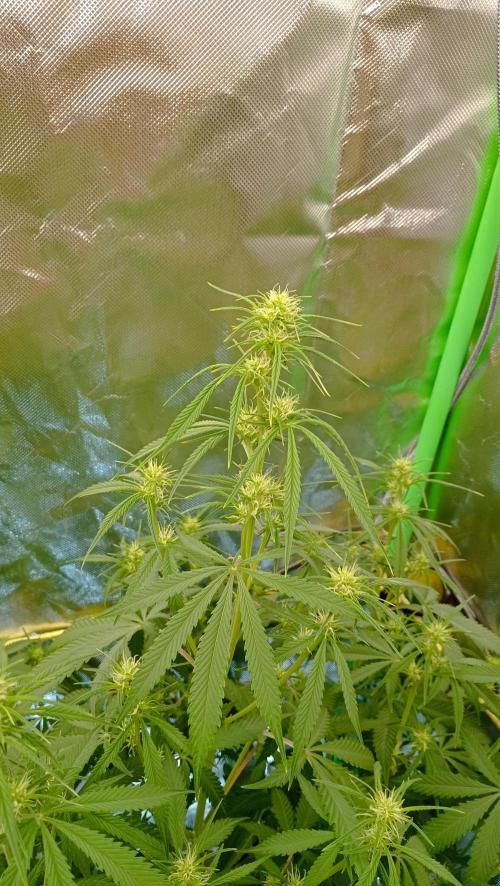 Mix grow. Week 8 - Blüte der Gelato 😁
