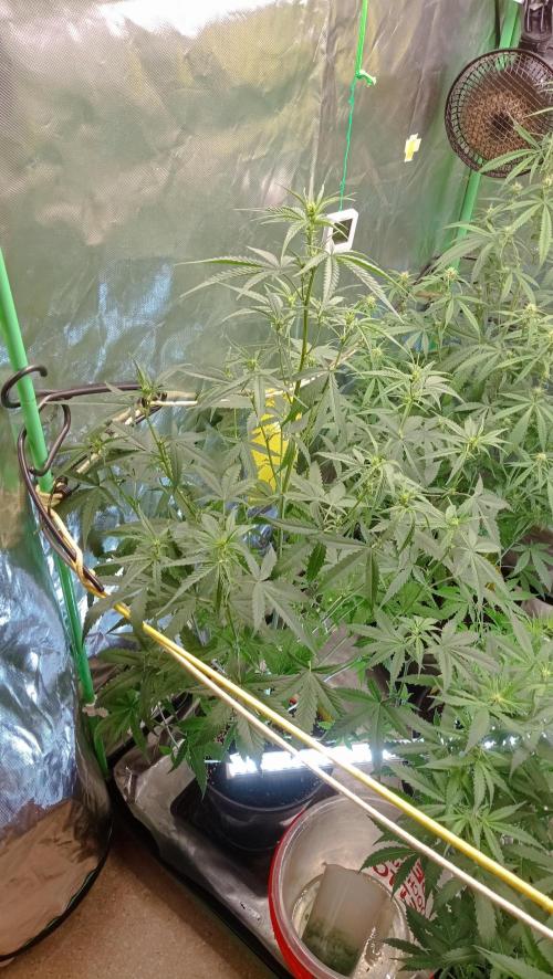 Mix grow. Week 8 - die G Donutz geht jetzt erst in den Blüte Stretch 